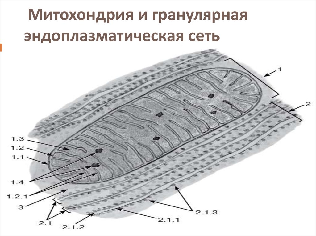 Эндоплазматическая сеть митохондрии. ЭПС митохондрии. Митохондрия и гранулярная ЭПС. Эндоплазматический ретикулум митохондрия. Эндоплазматическая сеть строенимитохондрии строение.