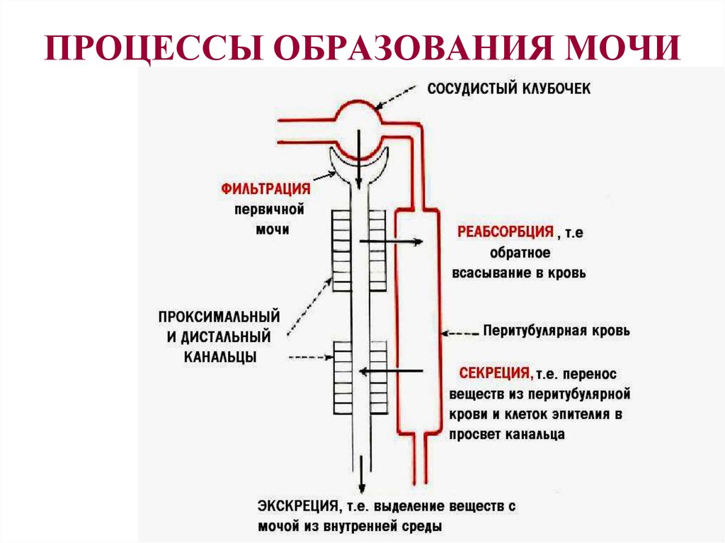 Образование мочи схема