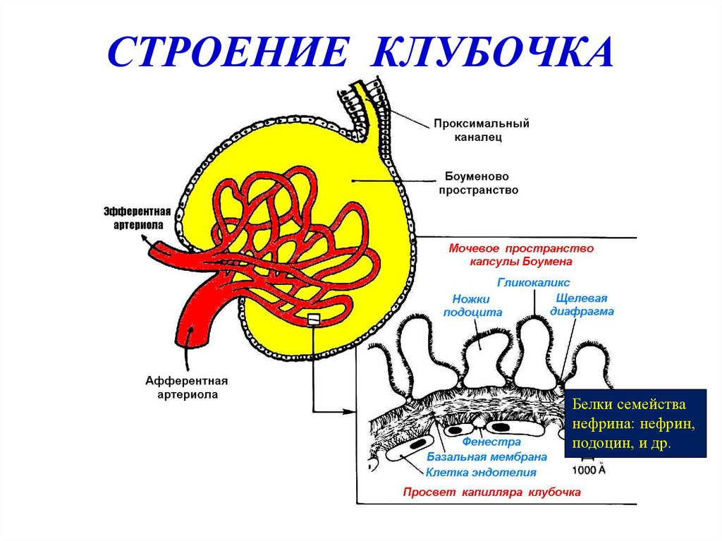 Давление в капиллярных клубочках