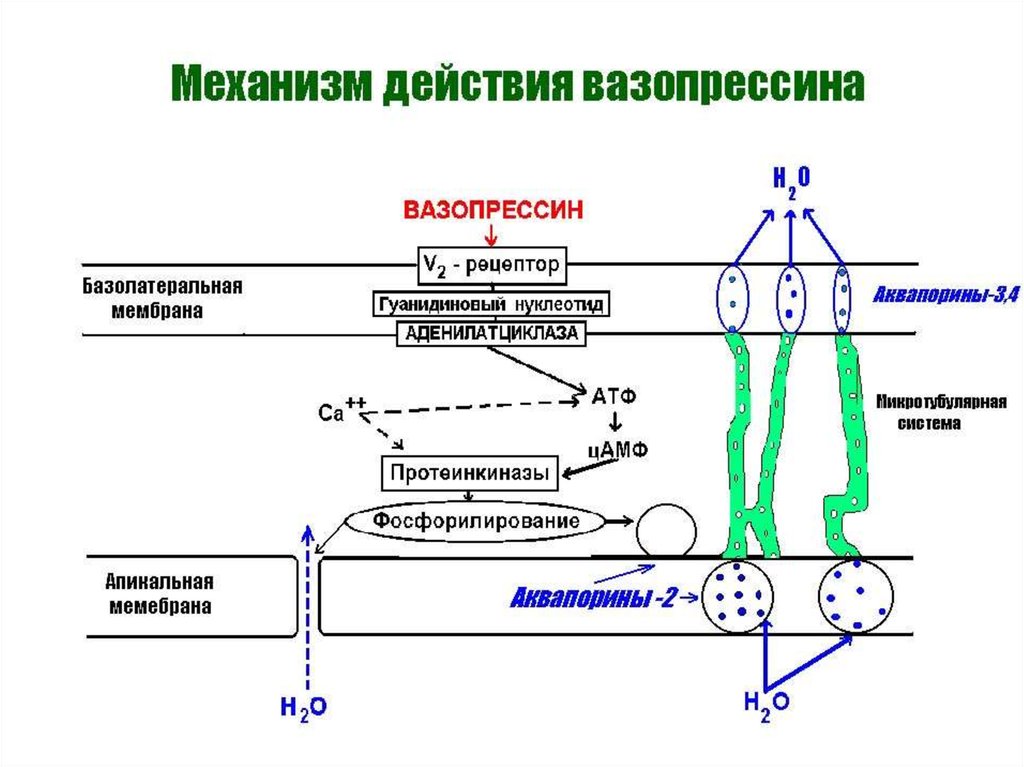 Механизм физиология. V1 рецепторы вазопрессина механизм. Вазопрессин гормон схема. Антидиуретический гормон схема действия. Механизм действия вазопрессина схема.