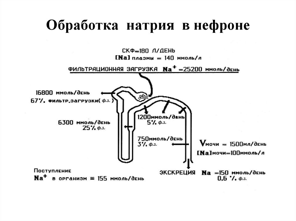 Обмен воды в почках. Фильтрация мочи в нефроне. Экскреция натрия почками. Натрий в нефроне. Натрий калиевый обмен почки.