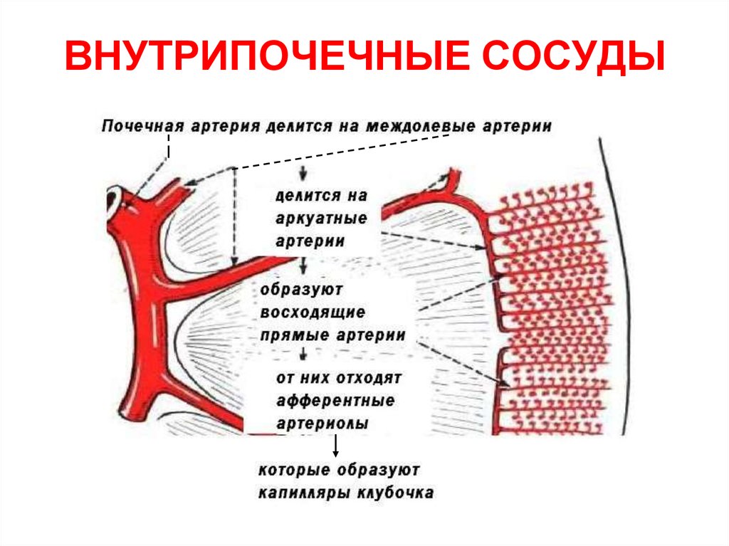 Какие сосуды почечные артерии. Аркуатные артерии. Междолевые артерии почек. Аркуатные базальные артерии. Междолевая артерия почки.