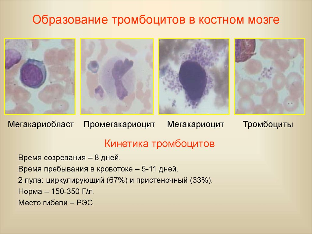 Тромбоциты и лейкоциты фото