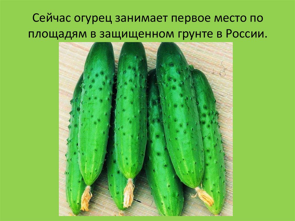 Презентация про огурец