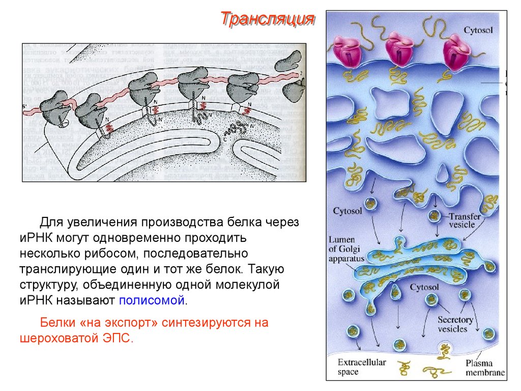 Трансляция белка. Нерибосомный Синтез белка. Трансляция ИРНК. Этапы трансляции белка.