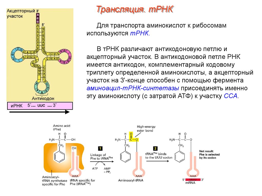 Биосинтез белка роль рнк. Акцепторный участок т-РНК. Акцепторный участок ТРНК функции. Акцепторный конец ТРНК. Функция акцепторного конца ТРНК.