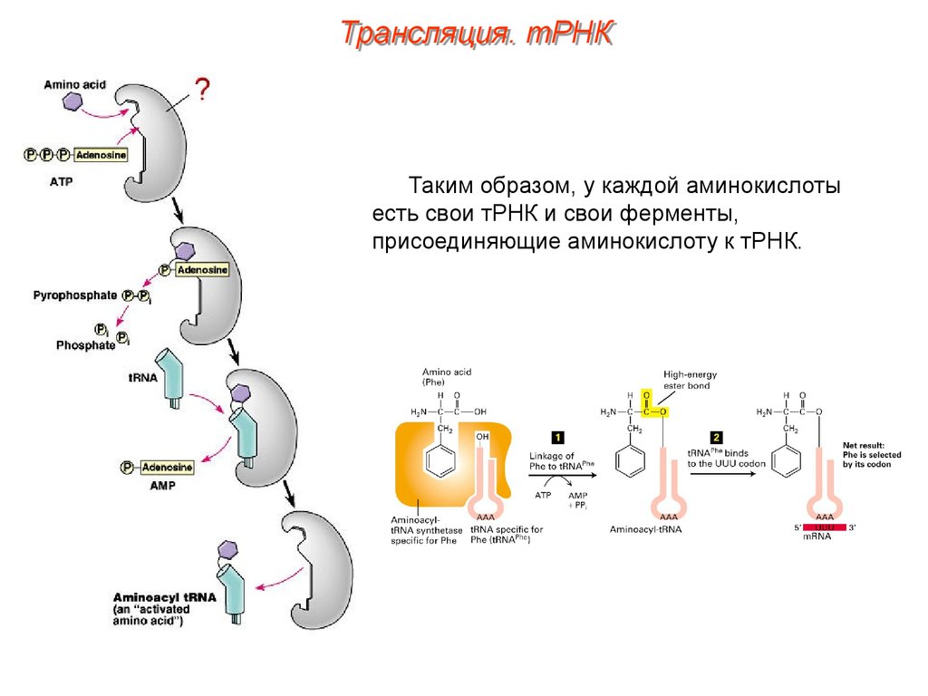 Трансляция т рнк. Трансляция РНК. Трансляция ТРНК. Трансляция белка. Процесс трансляции.