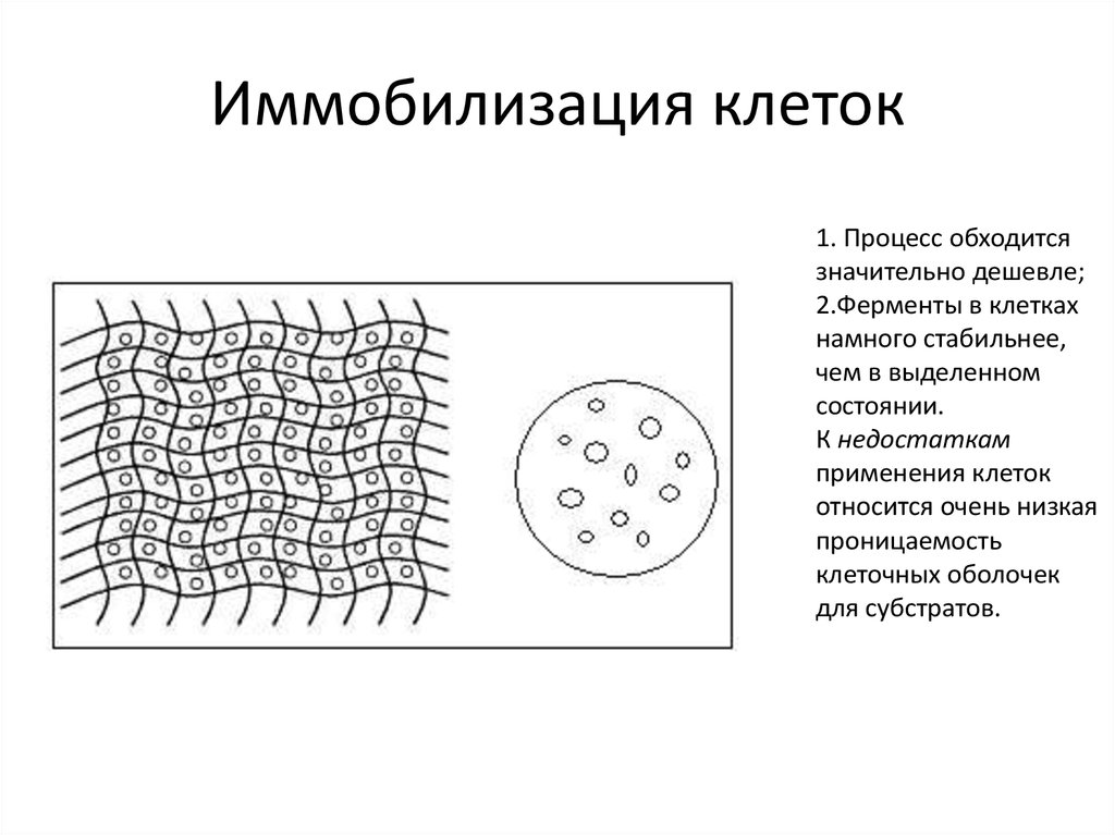 Физическая иммобилизация. Иммобилизация растительных клеток. Иммобилизованные клетки микроорганизмов. Иммобилизация бактериальных клеток схема. Иммобилизованные ферменты схемы.