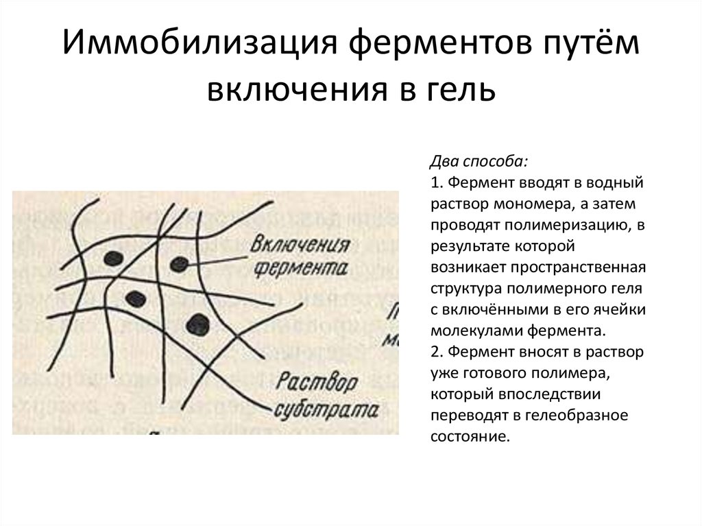 Иммобилизованные ферменты презентация