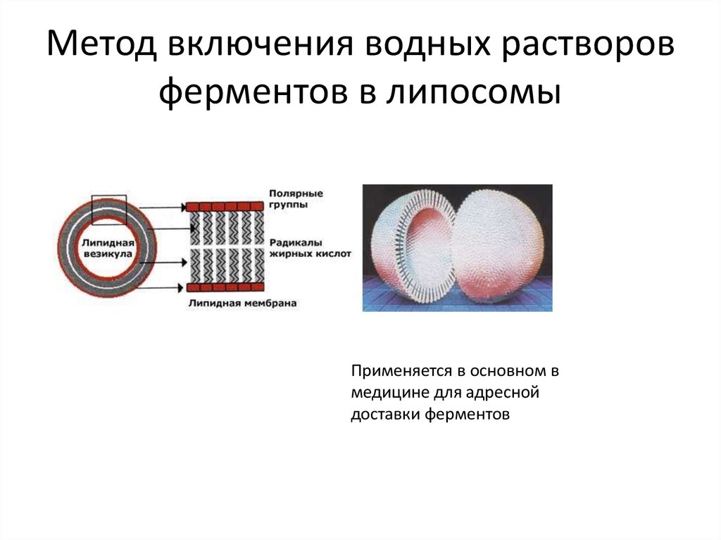 Методы иммобилизации. Иммобилизованные ферменты схемы. Инкапсулирование ферментов. Иммобилизация ферментов в липосомы. Иммобилизация ферментов микрокапсулирование.