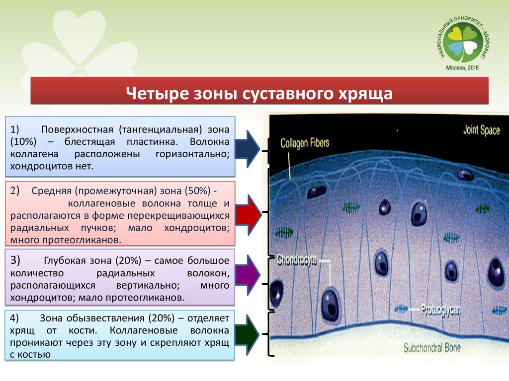 Четыре зоны. Зоны суставного хряща. Поверхностная зона суставного хряща. Зона зрелого хряща. Зона молодого хряща.