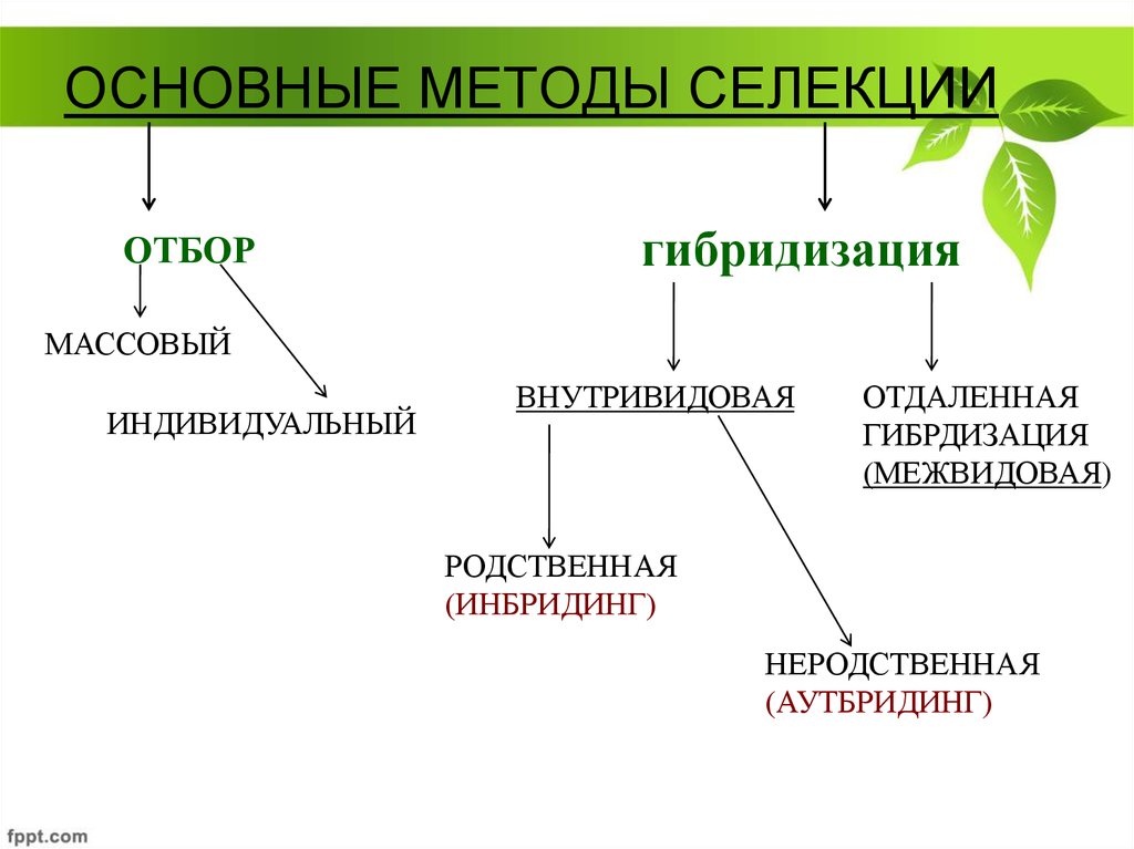 Основные методы селекции презентация