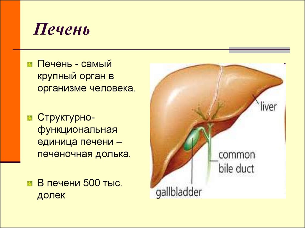 Печень относится к системе органов. Печень орган в организме человека.