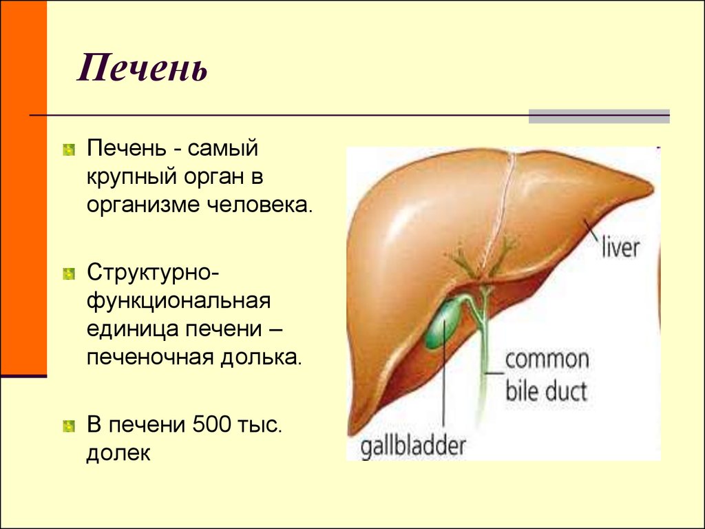 Печень самая крупная