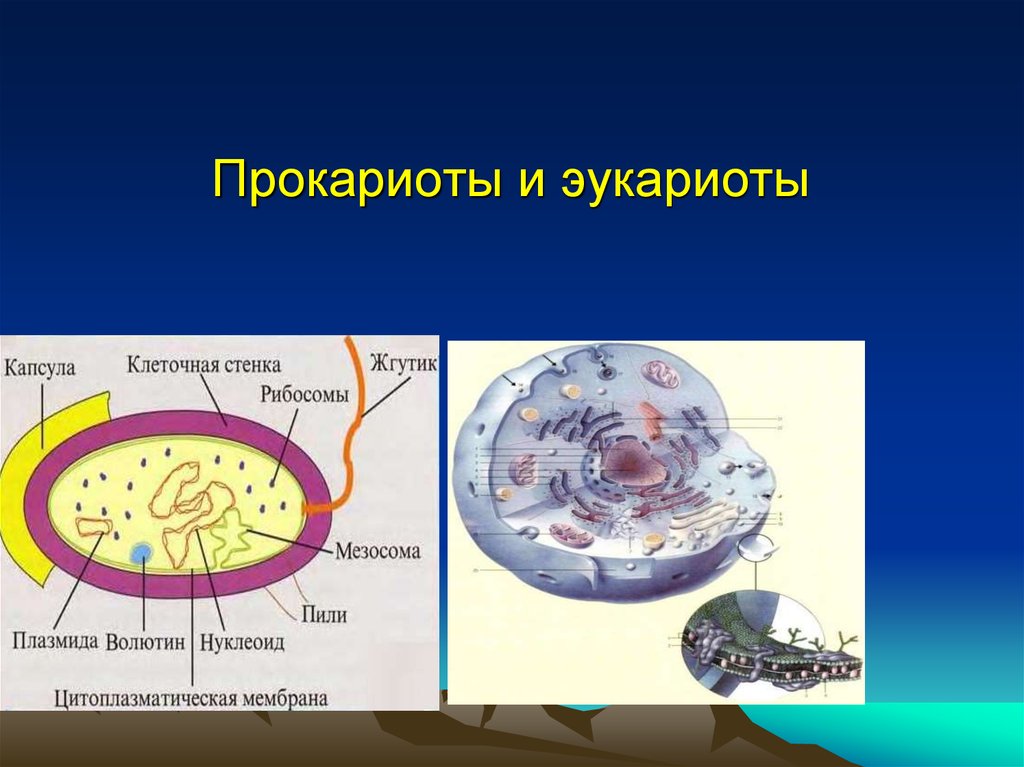 Прокариоты ядерные. Прокариоты и эукариоты. Прокатионы иаукариоты. Прокариоттар. Прокариоты и эукариоты схема.