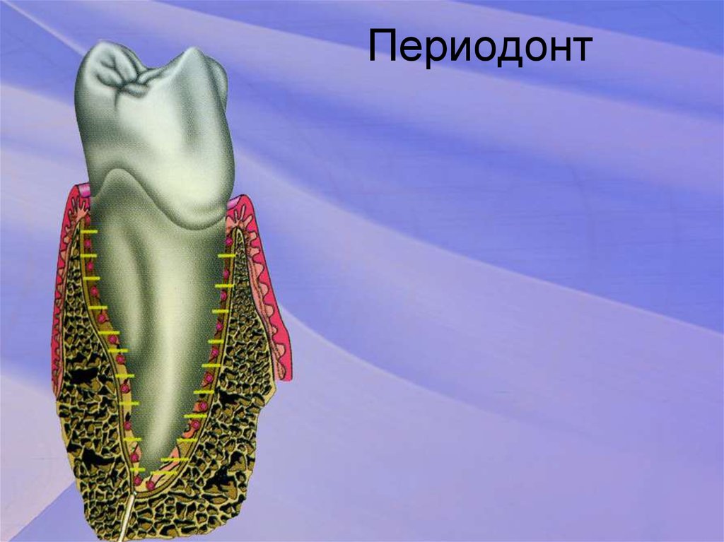 Периодонт. Строение периодонта зуба. Функции периодонта. Периодонт анатомия. Клетки периодонта.