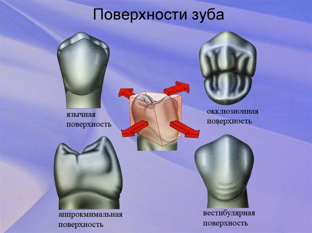 Поверхности зубов в стоматологии схема