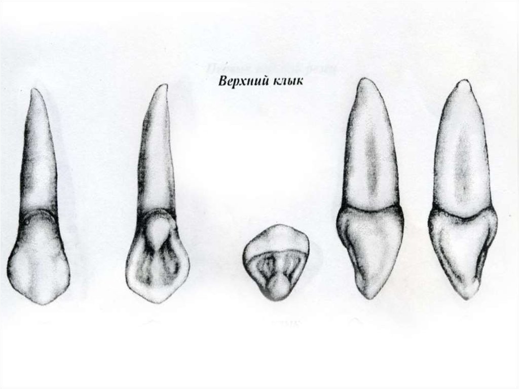 Клыки поверхность зуба