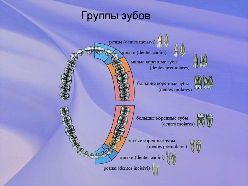 Группа зубы