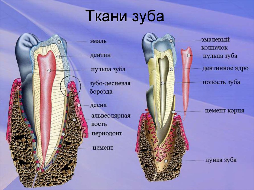 Костная основа полости рта. Строение зуба. Строение зуба человека.