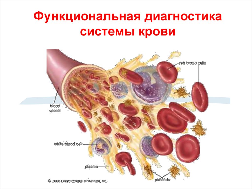 Кровь анатомия картинки