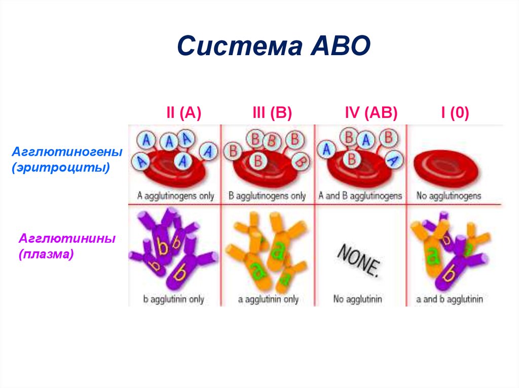 Группа крови клетки. Агглютиногены и агглютинины системы АВО. Агглютиногены эритроцитов таблица. Таблица группы крови,система Abo,агглютиноген,агглютинин. Антигены агглютиногены на мембране эритроцитов.