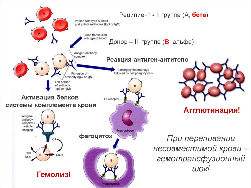 Иммунный гемолиз. Гемолиз развивающийся при переливании несовместимой крови. Реципиент крови. Реакция иммунного гемолиза. Аллергические реакции при гемотрансфузии.