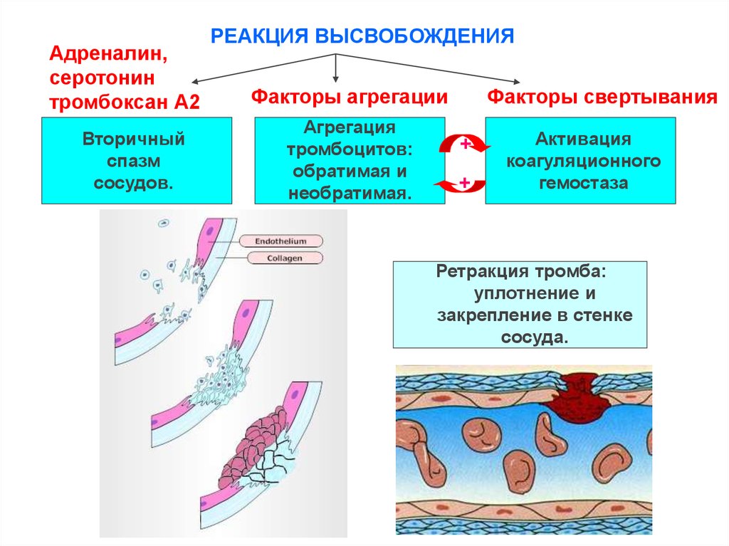 Реакция сосудов. Реакции в тромбоцитах. Реакция высвобождения тромбоцитов. Агрегация тромбоцитов с адреналином. Снижена агрегация тромбоцитов с адреналином.