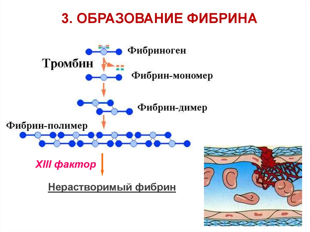 Образование тромба из фибрина. Механизм образования фибрин полимера. Образование фибрина в крови. Схема процесса образования фибрина в крови. Белок фибрин функция.