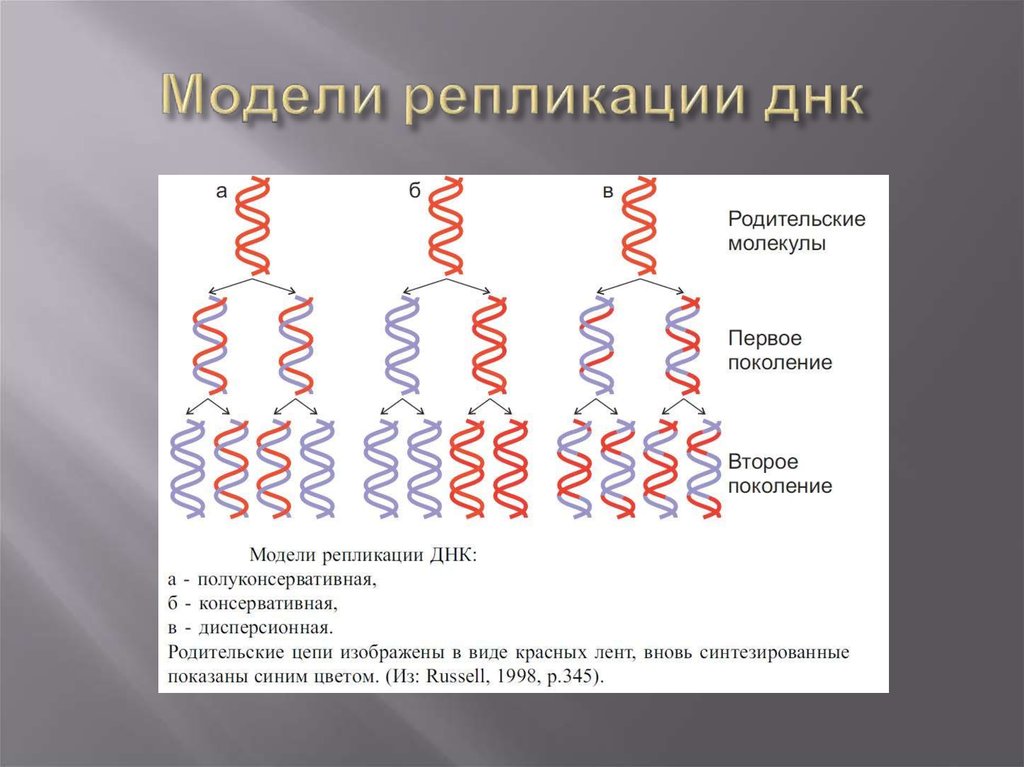 Процесс репликации днк схема