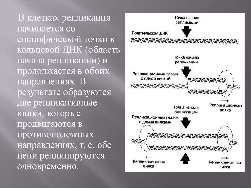 Репликация днк фото