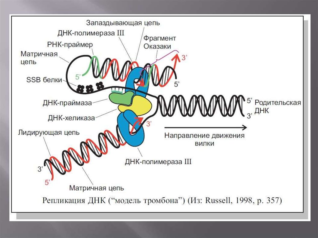 Репликация днк рисунок
