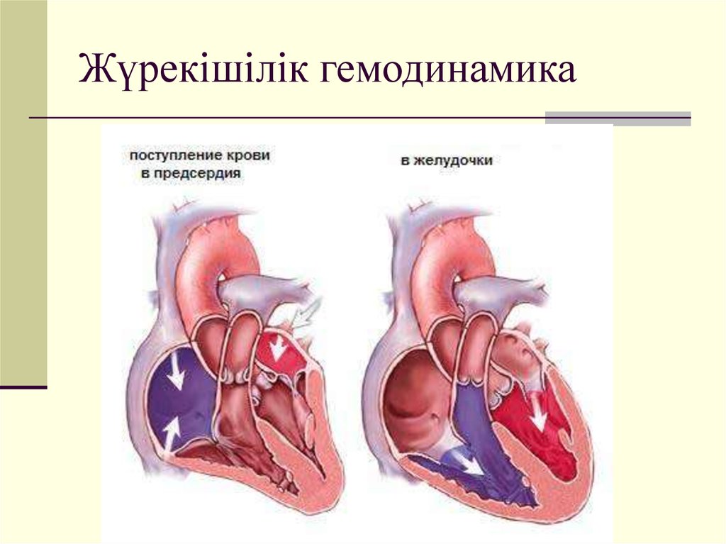 Кровь движется из предсердий в желудочки. Сердечно сосудистая система. ССС анатомия. Принцип работы клапанов сердца. Принцип работы сердца.