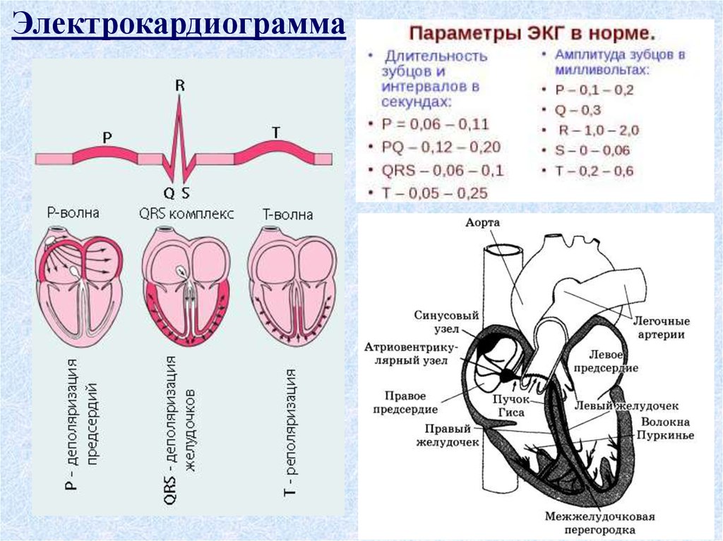 Экг длительность