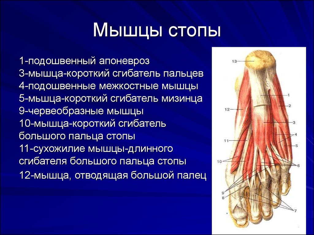 Картинка мышцы стопы