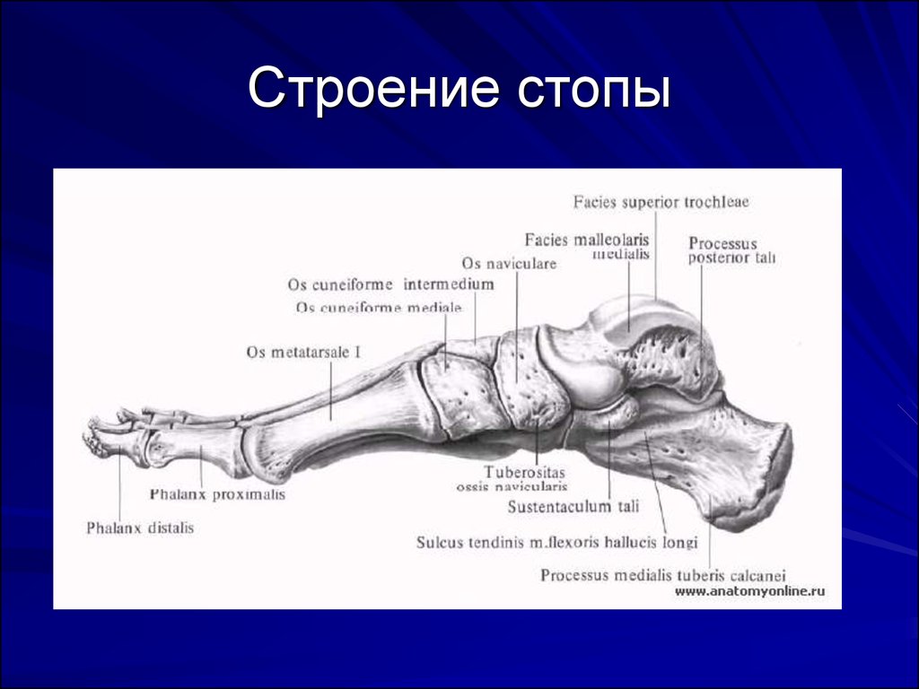 Строение стопы анатомия. Медиальная клиновидная кость стопы. Кости стопы человека анатомия. Кости стопы человека анатомия Синельникова. Медиальная клиновидная кость стопы анатомия.