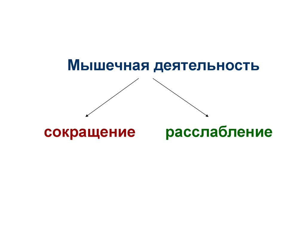 Деятельность сокращение. Презентация на тему химический состав мышц Андреева.