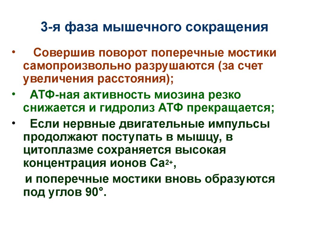 Самопроизвольно. Фазы мышечного сокращения. Фазы сокращения мышц. Фазы мышесныхсокращений. Фаза укорочения мышцы.