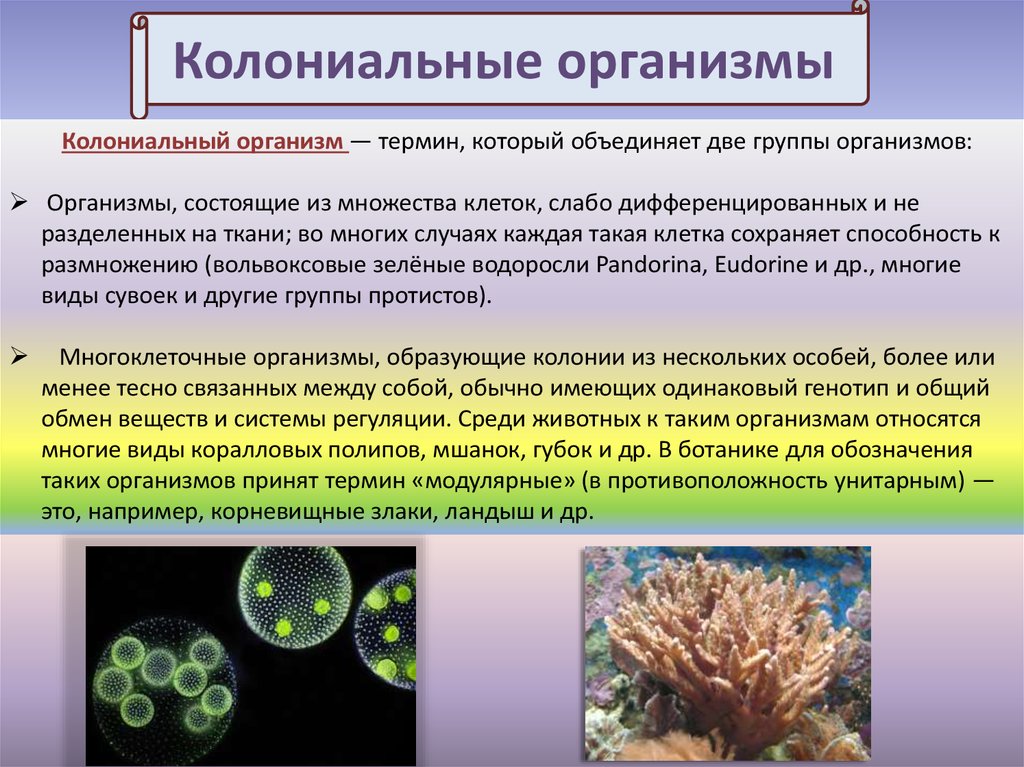 Многоклеточные организмы возникли в эру. Одноклеточные многоклеточные колониальные таблица. Одноклеточные многоклеточные и колониальные. Растения одноклеточные колониальные и многоклеточные. Одноклеточные колониальные и многоклеточные организмы.