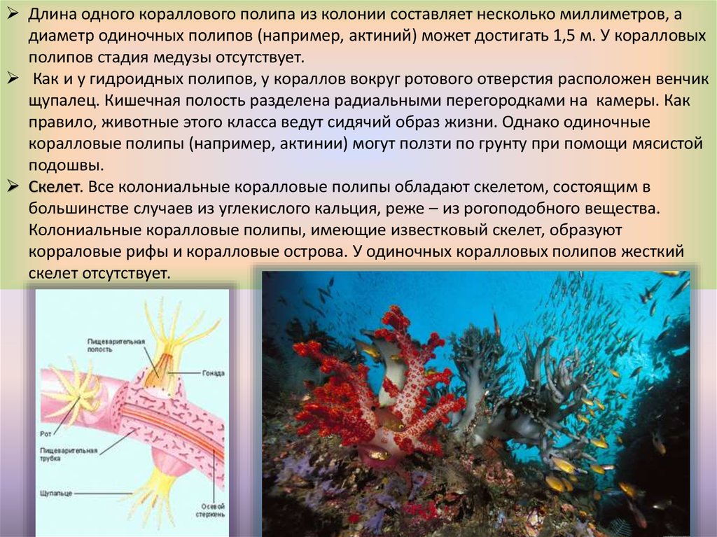 Раковина состоит из рогоподобного вещества