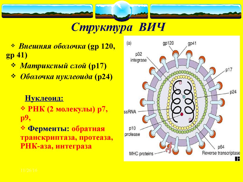 Вич белок. ВИЧ структура вириона. Антигенная структура вируса ВИЧ. Ферменты вириона ВИЧ. Схема вируса иммунодефицита человека.