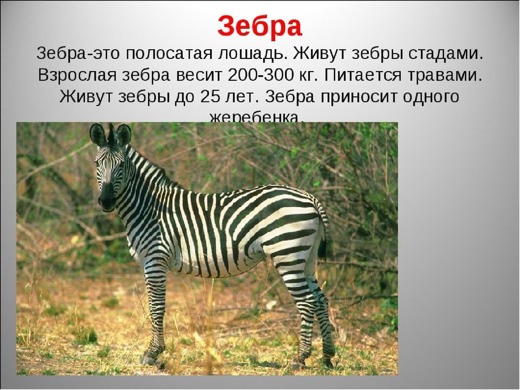 Доклад животные африки. Доклад о животных. Зебра описание животного. Зебра для презентации. Доклад про зебру.