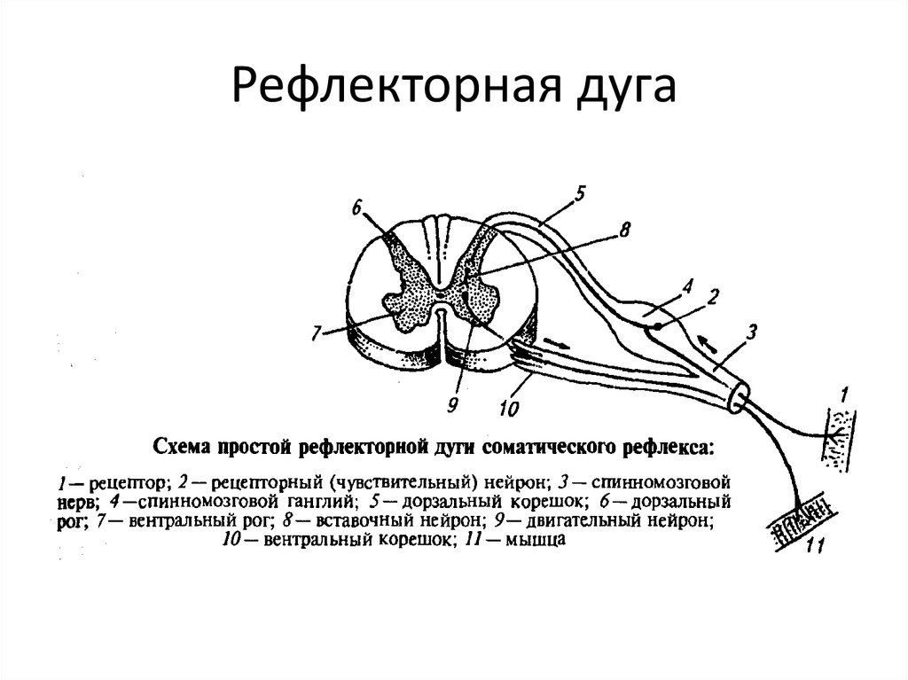 Спинномозговой нерв рефлекторная дуга. Составные части рефлекторной дуги схема. Структура рефлекторной дуги схема. Рефлекторная дуга сегментарная строение. Рефлекторная дуга спинального рефлекса схема.