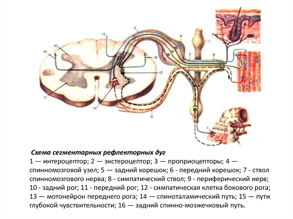 Рефлекторная дуга мозга. Сегментарная рефлекторная дуга. Схема сегментарных рефлекторных дуг. Рефлекторная дуга сегментарная рис 903. Рефлекторная дуга сегментарная рис 903 из атласа Синельникова.