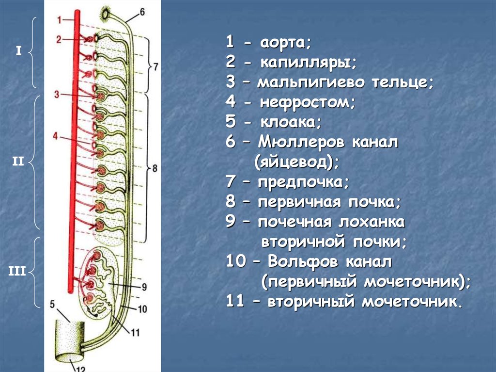 Нефрост. Предпочка строение. Первичная почка строение. Препочка первичная вторичная почка. Строение предпочки первичной и вторичной.