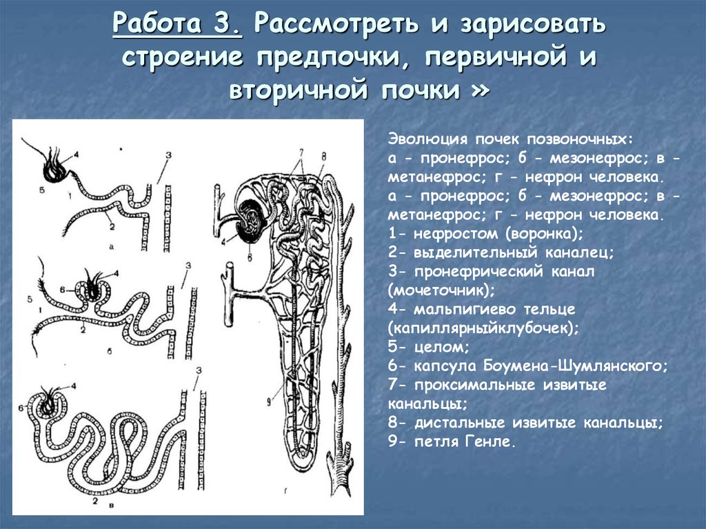 Эволюция строение. Эволюция нефрона позвоночных животных. Эволюция выделительной системы нефрона. Предпочка первичная и вторичная почка. Схема эволюции нефрона.