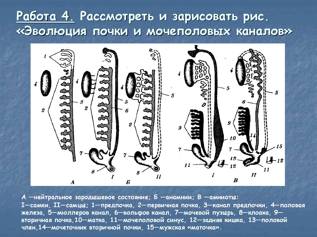 Филогенез выделительной системы презентация