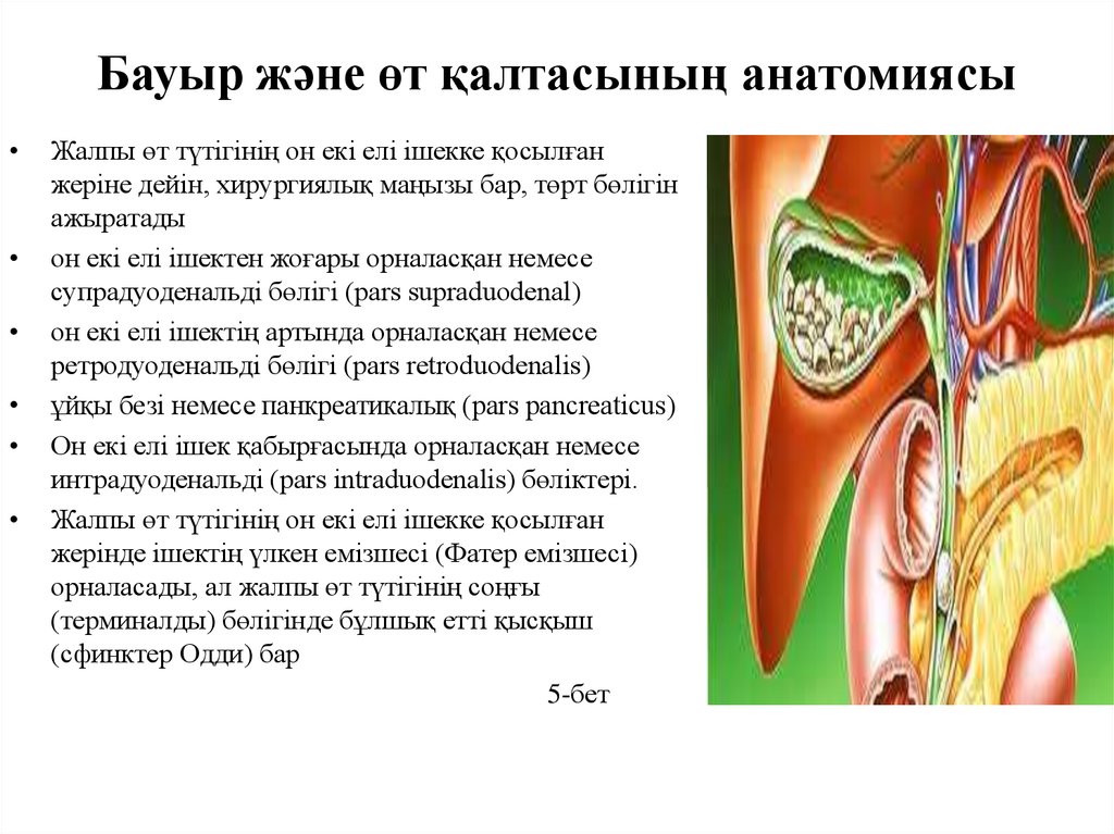 Бауыр патологиясы презентация