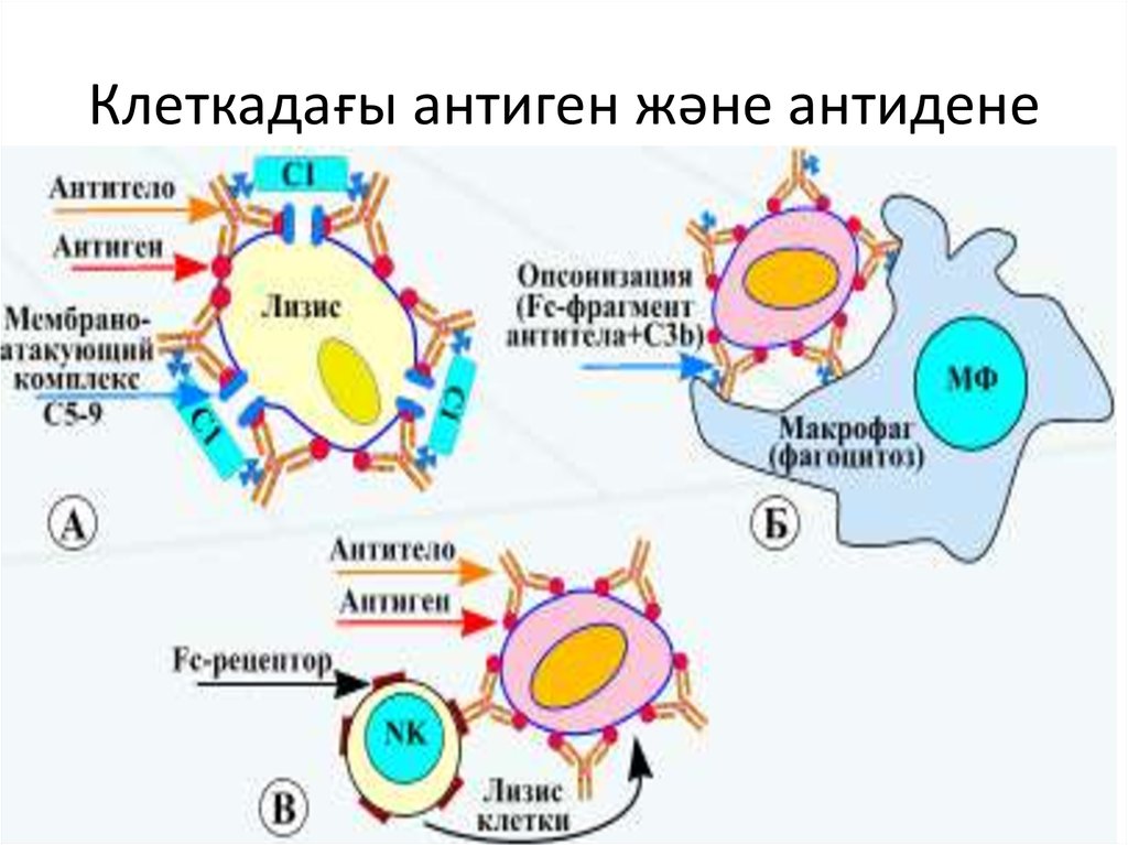 Антитела презентация иммунология