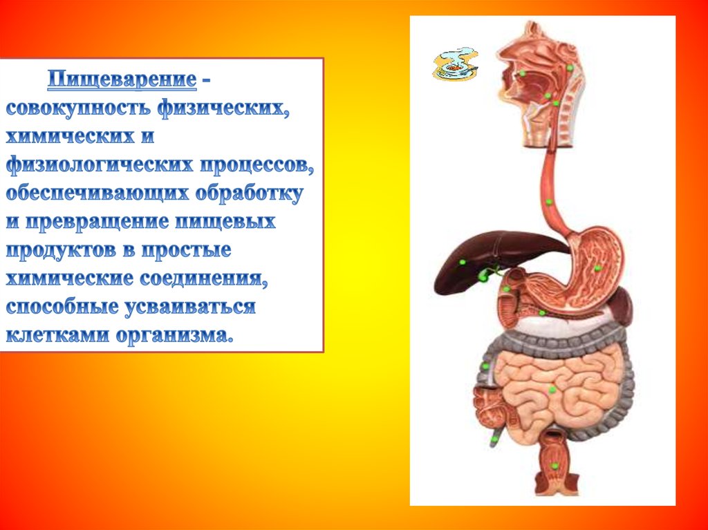 Процесс пищеварения значение. Презентация на тему физиология пищеварения. Помощники пищеварения. Клетки органов пищеварения.